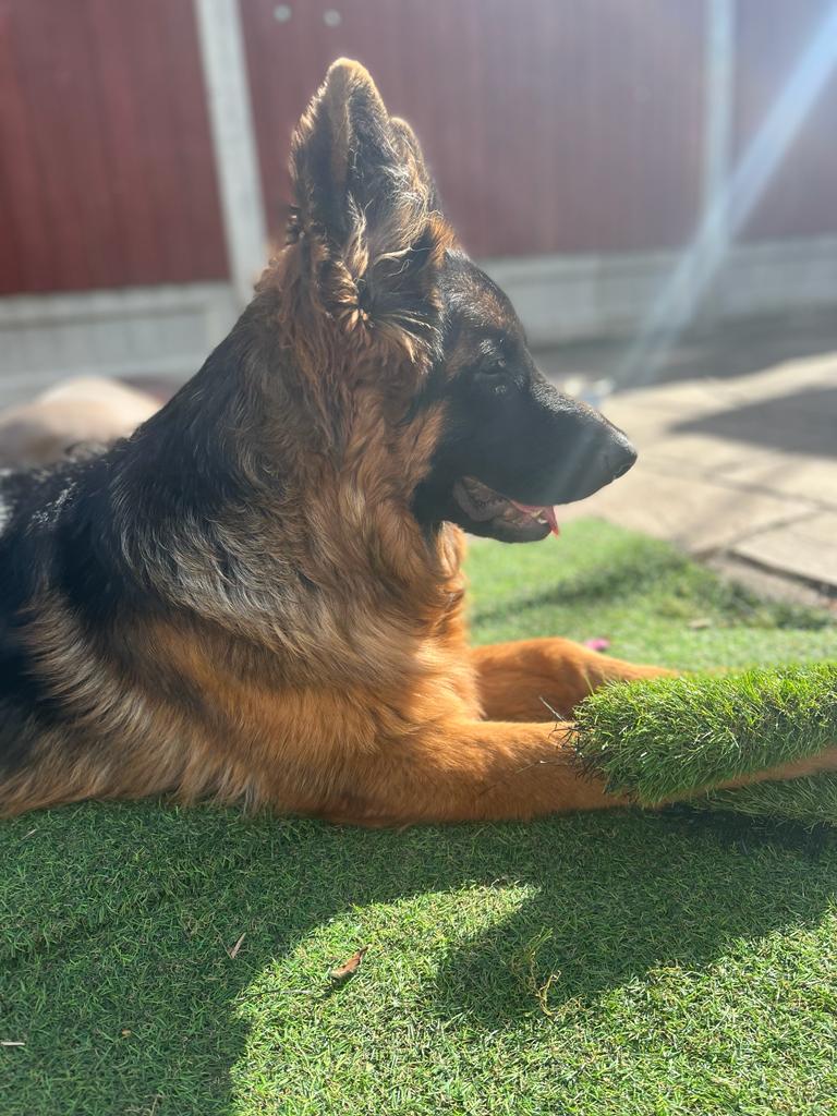 German Shepherded Female